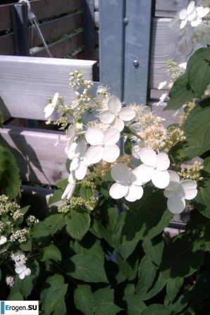 Mina Stefan. Часть 8. Эскиз 21