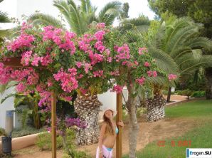 Rest in Ibiza. Part 3. Thumb 11