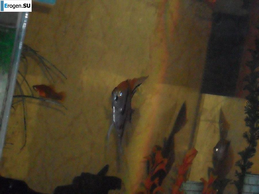 Ларечница с плохо выбритой попой. Фото 28