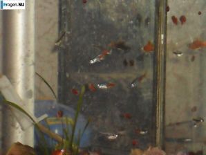 Ларечница с плохо выбритой попой. Эскиз 25