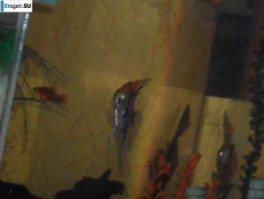 Ларечница с плохо выбритой попой. Эскиз 28