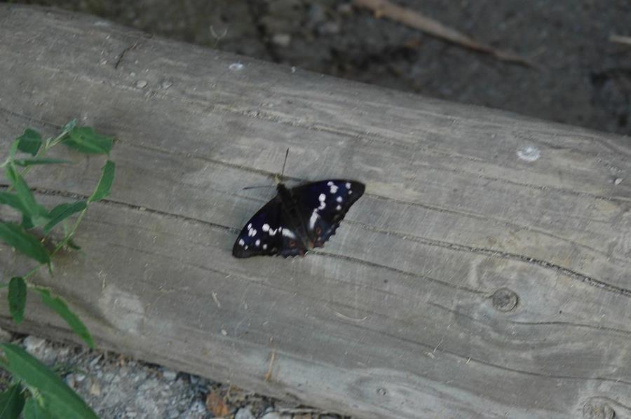 German Zina. Part 5. Photo 21