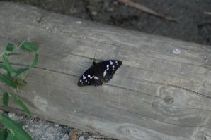 German Zina. Part 5. Thumb 21