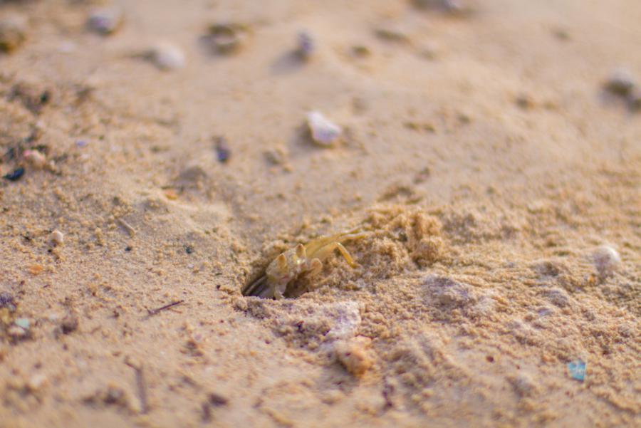 On the Beach. Photo 36