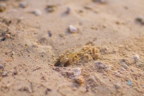 On the Beach. Thumb 36