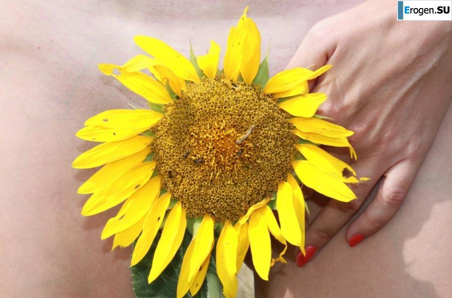 ПОДСОЛНУХИ. Фото 13