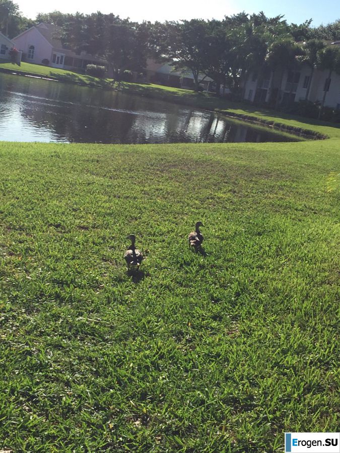 недотраханная лезби негритянка. Часть 4. Фото 37