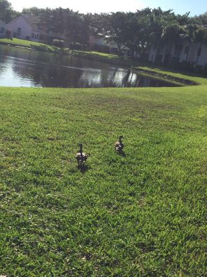 недотраханная лезби негритянка. Часть 4. Эскиз 37