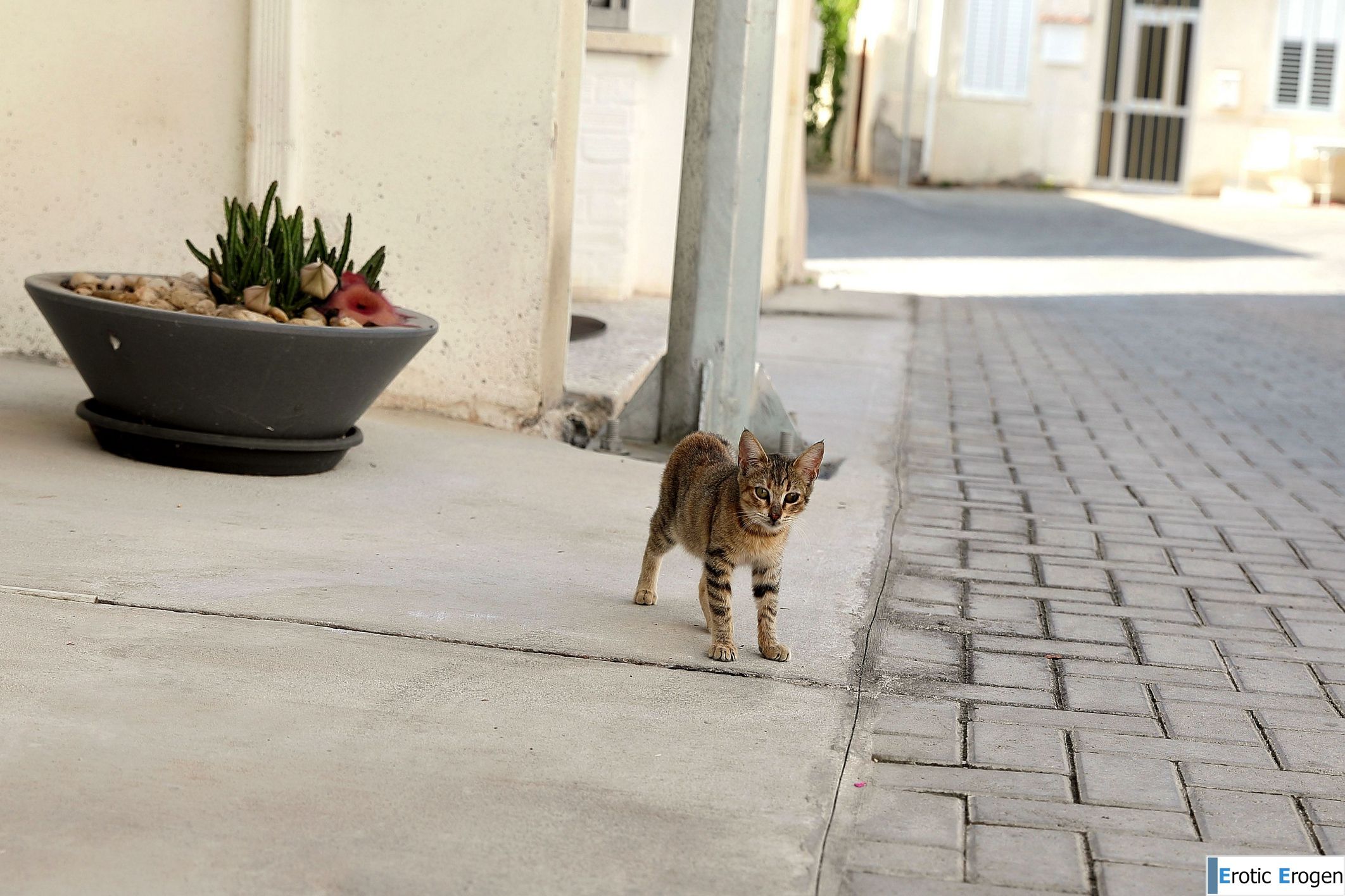 Karissa Diamond in Postcard From Paphos. Picture 34