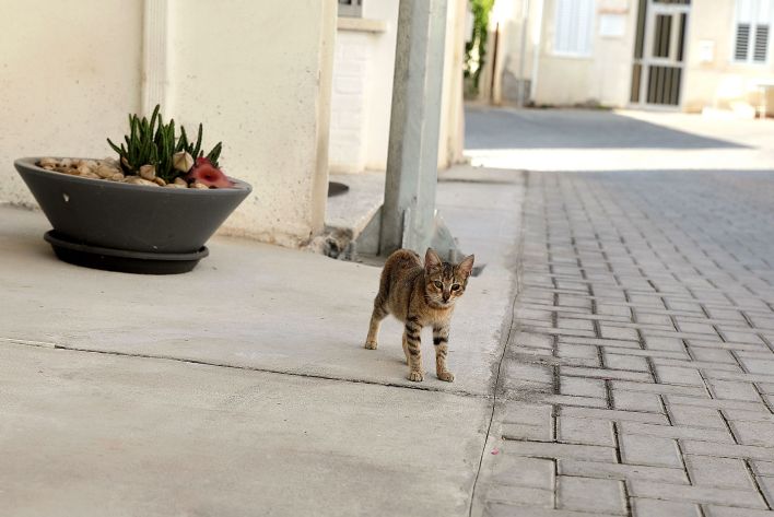 Karissa Diamond in Postcard From Paphos. Thumb 34