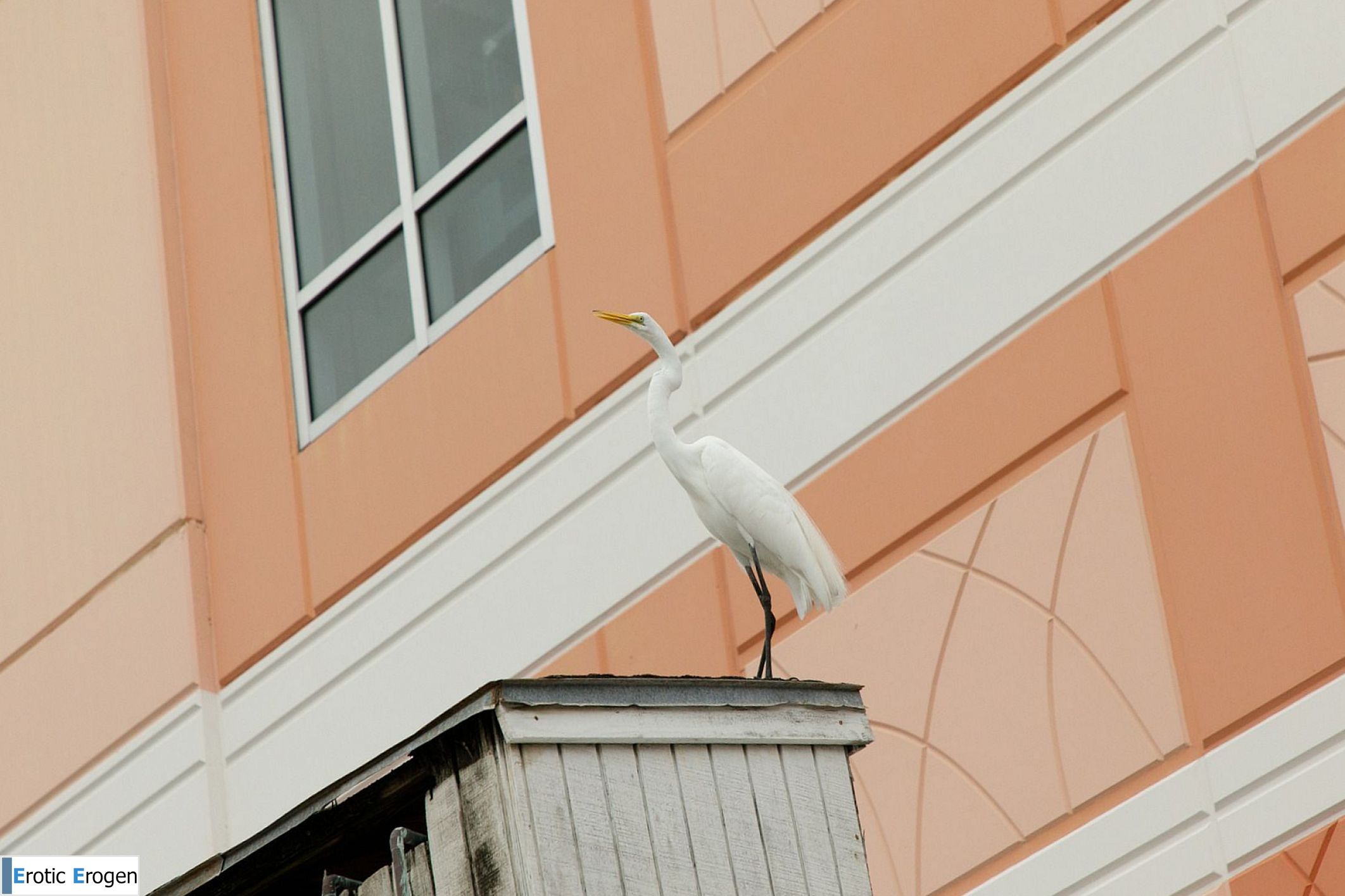 Debra Kenlow in Rare Bird Florida. Picture 10