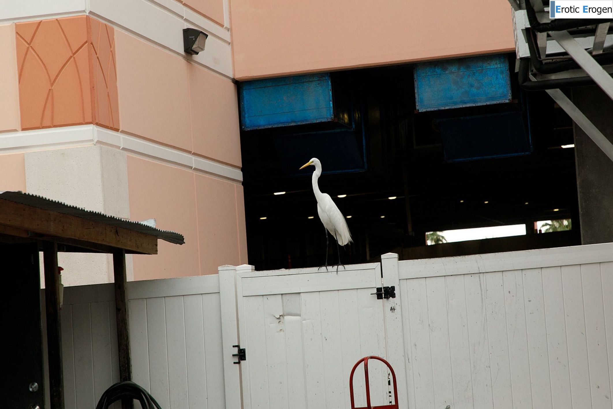 Debra Kenlow in Rare Bird Florida. Picture 4