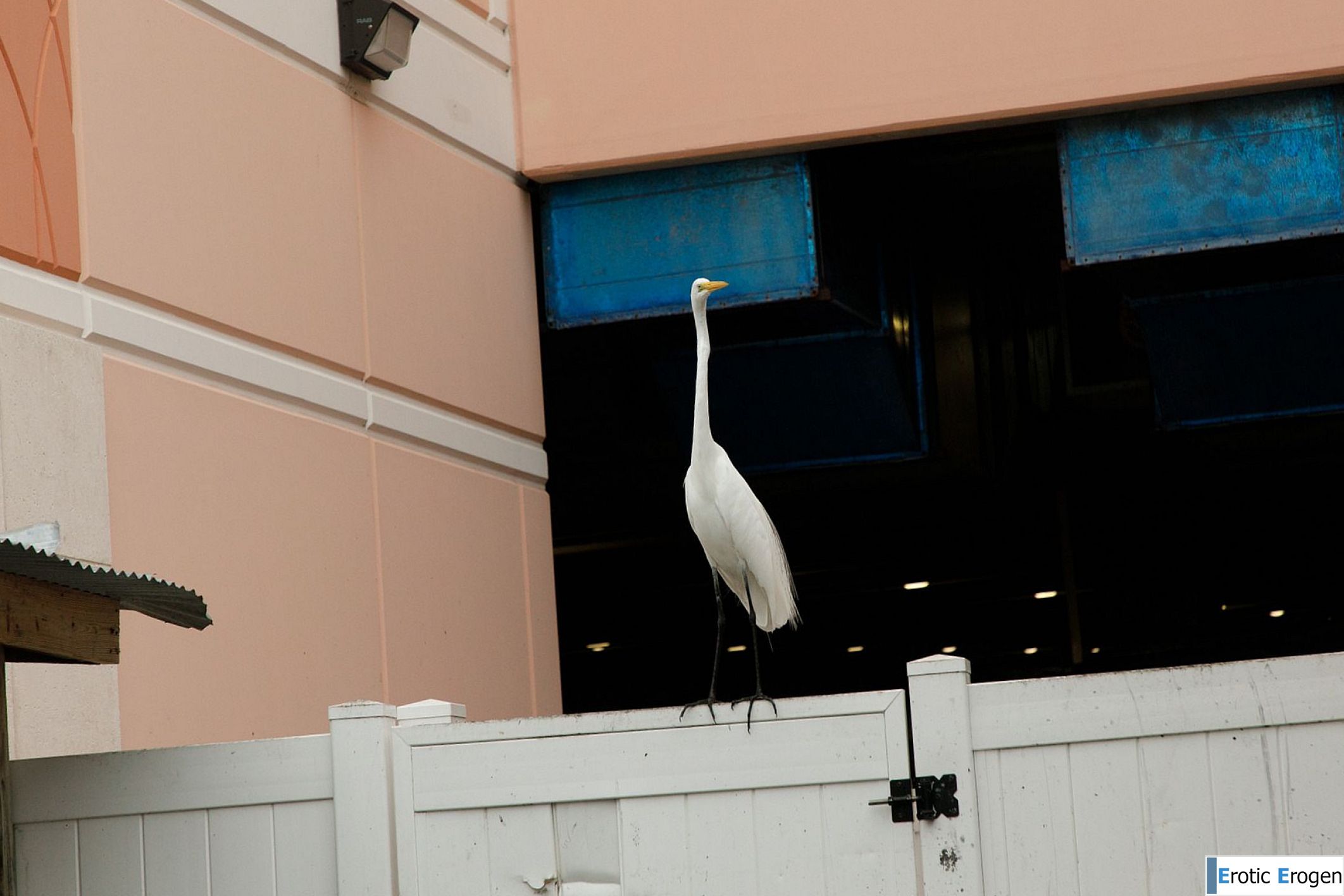 Debra Kenlow in Rare Bird Florida. Picture 5