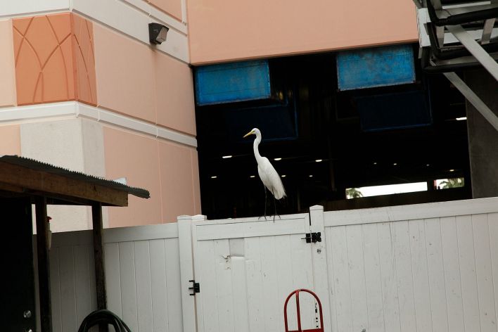 Debra Kenlow in Rare Bird Florida. Thumb 4