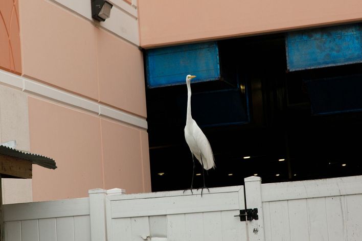 Debra Kenlow in Rare Bird Florida. Thumb 5