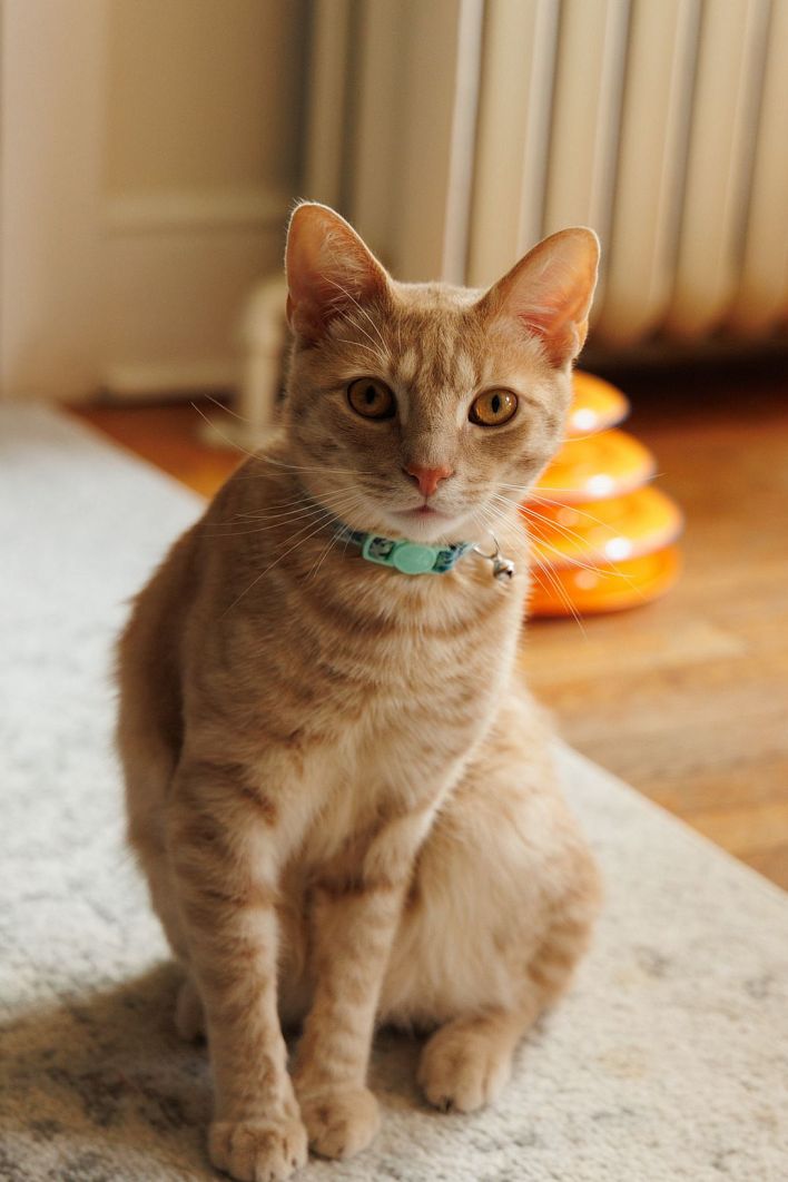 Jezebel Madd in Only In America 2. Thumb 38